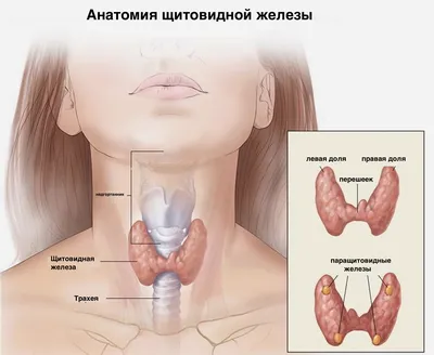 Изображение человеческого зоба: выберите свой формат