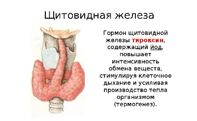 Зоб на изображениях: Индивидуальные размеры для загрузки