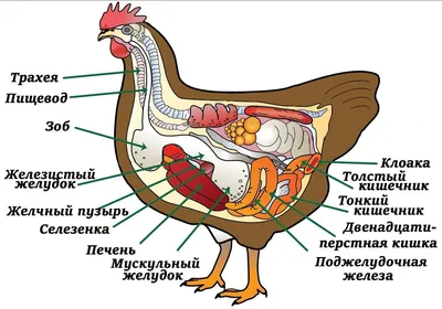 Картинка Зоб у птиц с эффектами