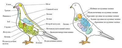 Изображение Зоб у птиц в необычной ракурсе