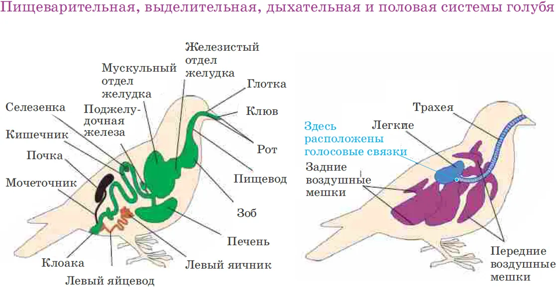 Какие особенности пищеварительной системы птиц. Выделительная система птиц схема. Строение пищеварительной системы птиц. Пищеварительная система птиц 7 класс. Внутреннее строение птиц выделительная система.