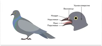 Изображение Зоб у птиц с гранями