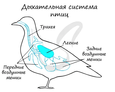 Фото Зоб у птиц на дереве