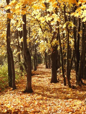 Золотая осень в лесу  фото