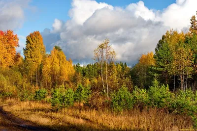 Лесная сказка: впечатляющие фото с золотой осенью