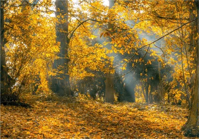 Осенняя сказка в лесу: фотографии, которые пробуждают воображение