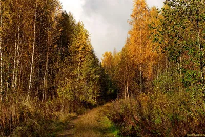 Фотк с прекрасным лесом во время золотой осени