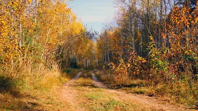 Фото леса в формате HD