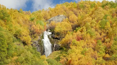 2024 фото созданное во время осеннего леса