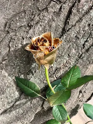 Бесплатное скачивание фото золотой розы (png)
