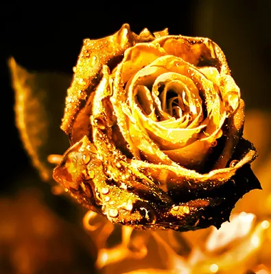 Удивительная фотография розы в золотых тонах
