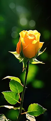 Фото золотой розы на выбор в формате webp