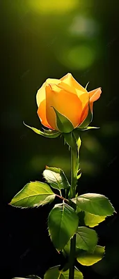 Оригинальный снимок золотой розы