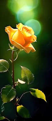 Уникальное фото Золотая роза в формате webp