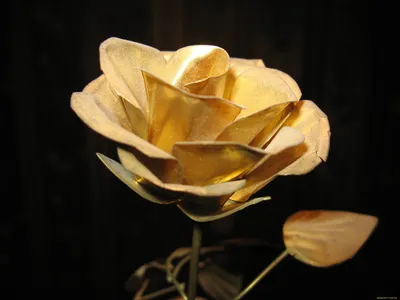 Привлекательная фотография золотой розы