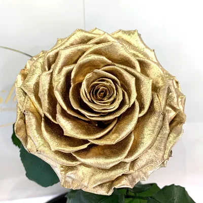 Привлекательная фотка Золотая роза в архиве (webp)