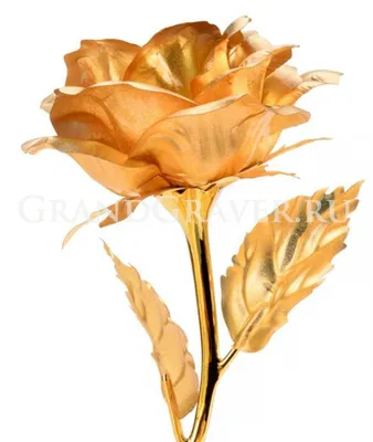 Оригинальное изображение золотой розы