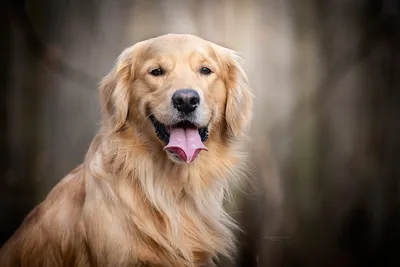 Собака с золотистой шерстью: фото, которые поразят вас