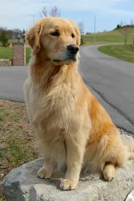 Собака-спасатель: красивые фотографии золотистого ретривера