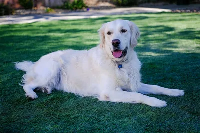 Собака с золотистым окрасом: красивые изображения золотистого ретривера