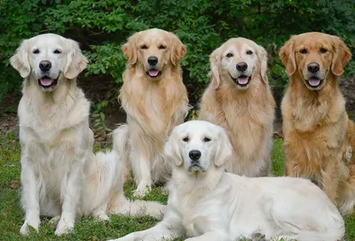 Золотистый ретривер: красивые картинки для вашего сайта о собаках