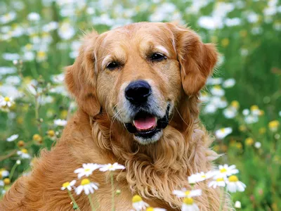 Фотографии золотистого ретривера для вашего блога о жизни с собакой