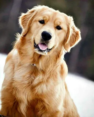 Собака-компаньон: прекрасные фотографии золотистого ретривера