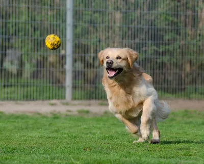 Собака-ловец: красивые фото золотистого ретривера во время охоты