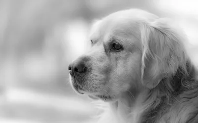 Фотографии золотистого ретривера для вашей коллекции фотографий с собаками