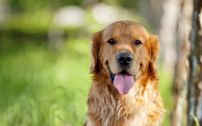 Золотистый ретривер: красивые картинки для вашего блога о породах собак