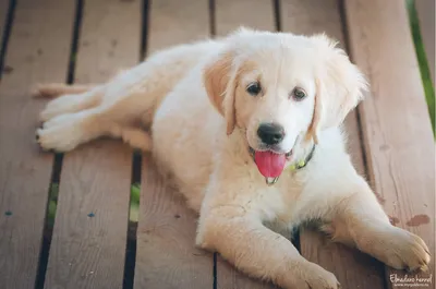 Собака с идеальным характером: красивые изображения золотистого ретривера