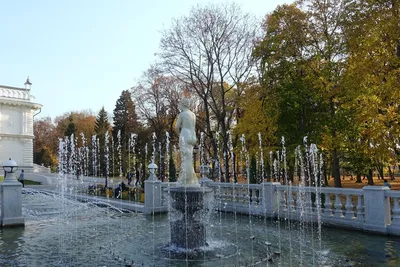 Скачайте бесплатно фотографию Золотого дерева Воронежа