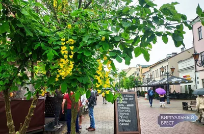 Сияние природы: Золотой дождь на фотографиях