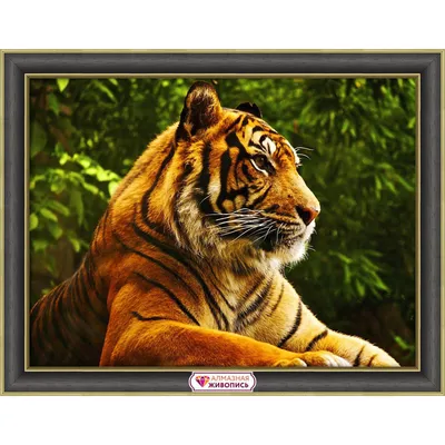 Фотография Золотого тигра: скачайте в удобном формате webp