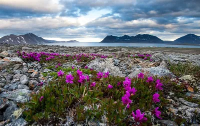 Уникальные фотографии пустынь Арктической зоны: необычная красота природы