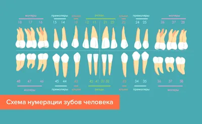 Зубы человека фотографии