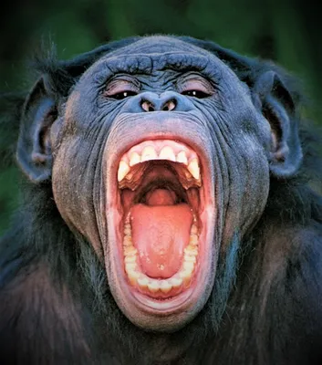 Зубы обезьяны  фото