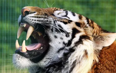 Зубы тигра  фото