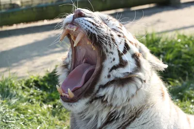 Зубы тигра фотографии