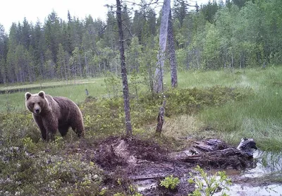 2024 год: самые потрясающие фотографии животных леса