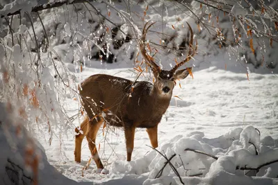 Фото зверей в зимнем ландшафте: Красота и атмосфера