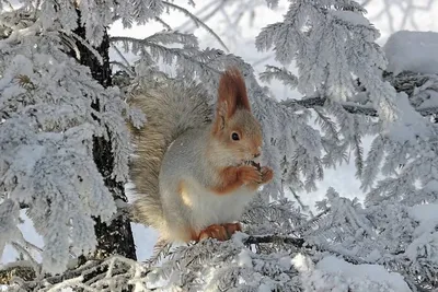 Удивительные звери зимой: Загрузите в JPG, PNG или WebP