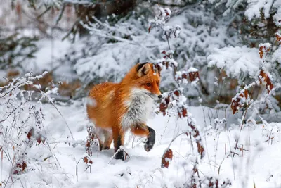 Зимние звери в объективе фотографа: Выберите формат загрузки