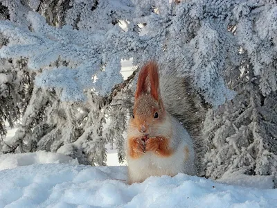 Звери в зимней стихии: Уникальные моменты на изображениях
