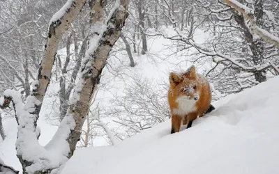 Зимние звери в объективе камеры: Скачайте в удобном формате