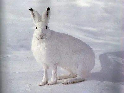 Фотографии зверей под снегом: Выберите свой идеальный размер