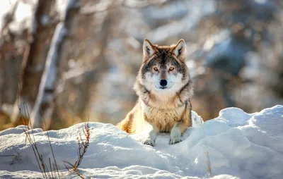 Зимний фотомир с зверьми: Фотографии и картинки разного формата