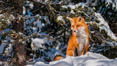 Зимний фотохроник с зверьми: Размеры и форматы на выбор