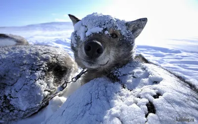 Увлекательные изображения зимних зверей: Подберите формат и размер