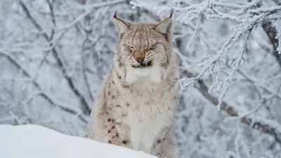Зимние моменты с зверьми: Уникальные фотографии для скачивания